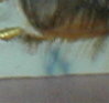 Meissen m�rke